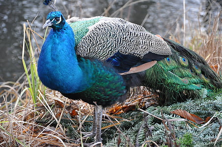 peacock, bird, park, proud, colored