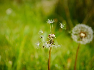 dandelion, faded, seeds, pointed flower, meadow, spring, grass