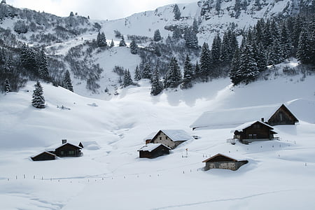 fransk-talende Schweiz, sne, træer, vinterlige, kolde, vinter, solen