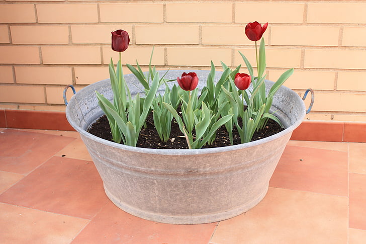 tulipány, Květináč, závod, květiny