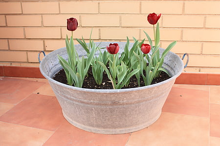 tulipes, pot de fleurs, plante, fleurs