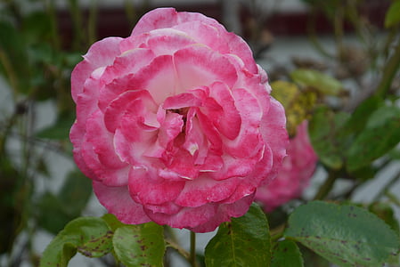 Rosa, flor, floristeria, jardí, natura, primavera, planta