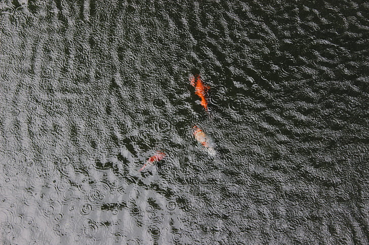 ozdobný kapr fish, rybník, déšť, vlny deště, pozadí, beton