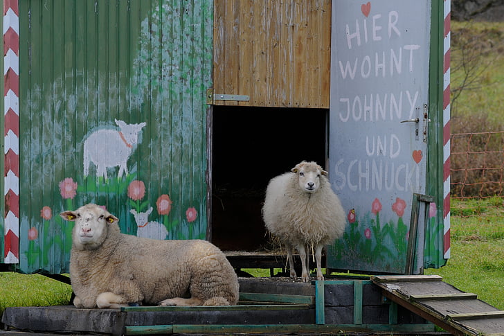 con cừu, bauwagen, sống
