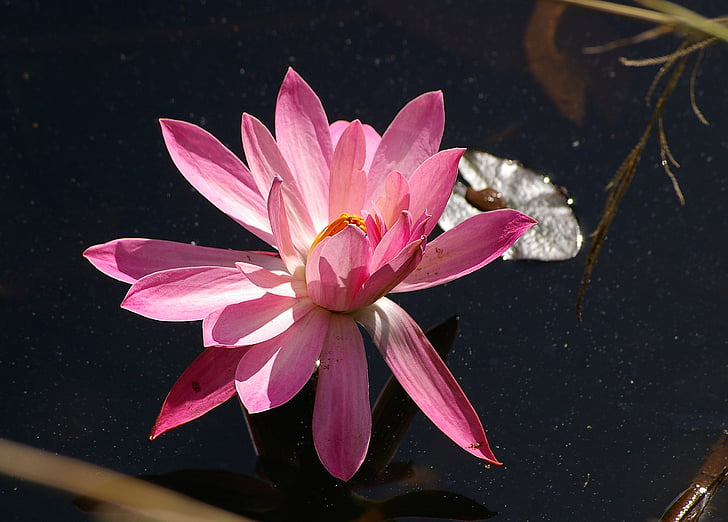waterlily, lily, water, flower, pink, aquatic