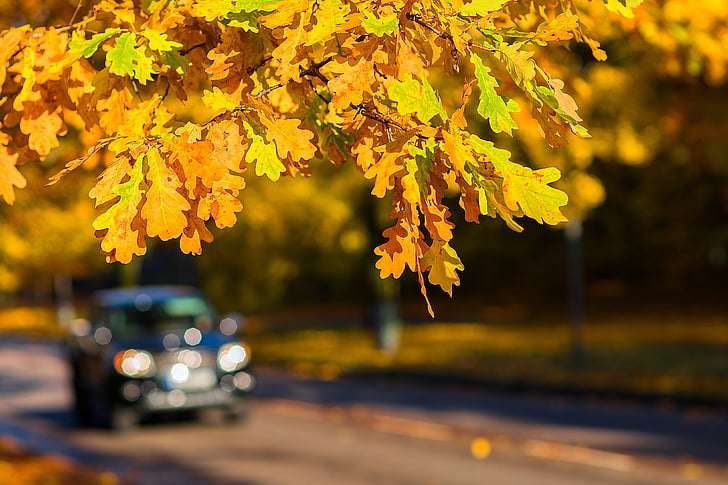 efterår, bil, udendørs, falder, Road, kørsel, natur