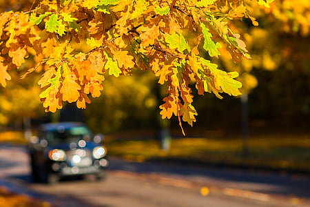 jesień, samochód, odkryty, upadek, drogi, jazdy, Natura