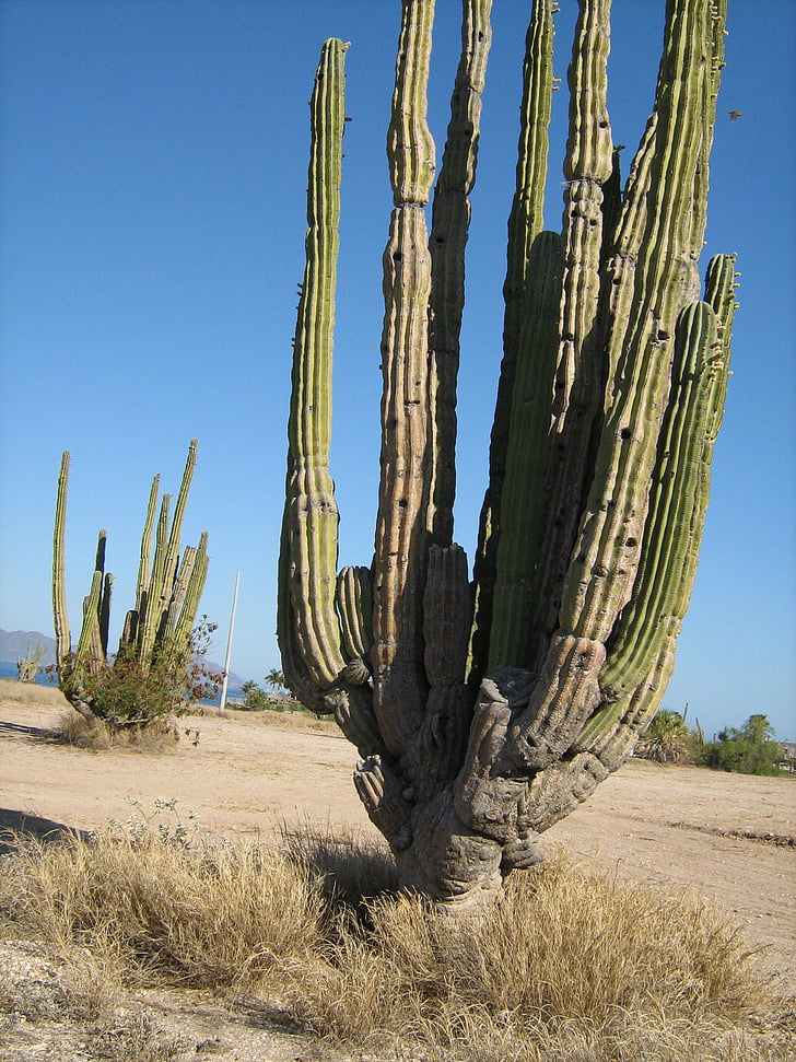 kaktus, pustinja, biljka