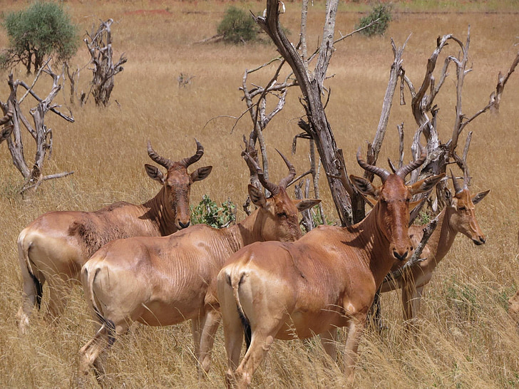 Vörös tehénantilop, szavanna, Afrika, Safari, vadon élő állatok, az emlősök, állat