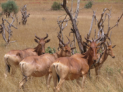 antilopė, Savana, Afrika, Safari, Laukiniai gyvūnai, žinduolis, gyvūnų