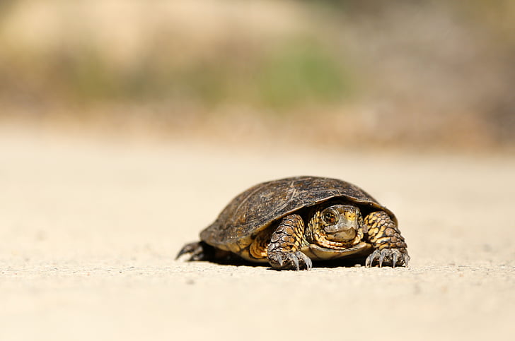 brown, tortoise, selective, focus, photo, terrapin, tortoise shell