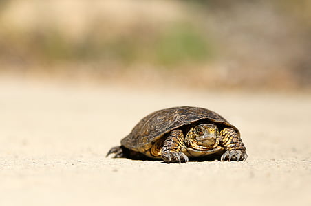 smeđa, kornjača, selektivno, fokus, Foto, Populacija riječne kornjače, kornjačin oklop
