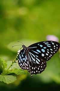biology, blur, bright, butterfly, close-up, delicate, environment