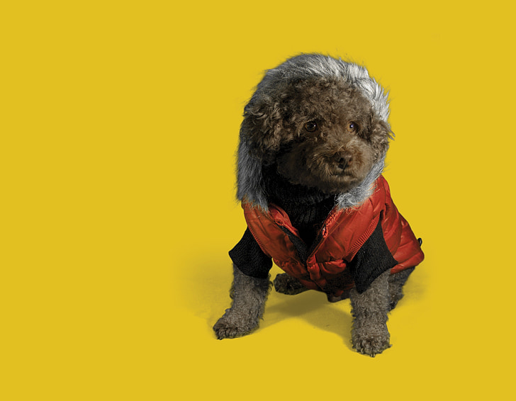 puppy, dog, poodle, brown dog, puppy fashion, dog fashion, dog with jacket