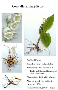 digitaliserade herbarium, skannrar, blomma, trädgård, Leaf, naturen