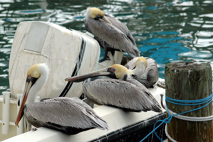 Pelicans, ocell, vida silvestre, bec, ocell, animal, blanc