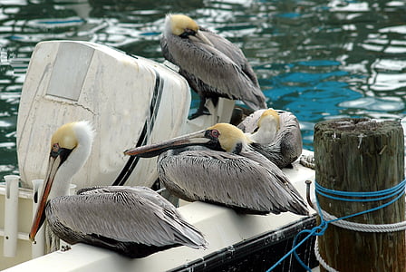 pelicans, bird, wildlife, beak, wading bird, animal, white