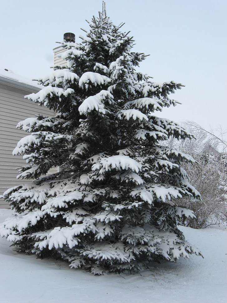 strom, borovica, sneh, zasnežené, zimné, biela, Vianoce