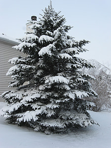 boom, Pine, sneeuw, besneeuwde, winter, wit, Kerst