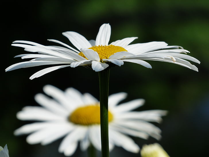 λουλούδια, λευκό, Λιβάδια margerite, leucanthemum vulgare, λουλούδι, άνθιση, Λιβάδι margerite