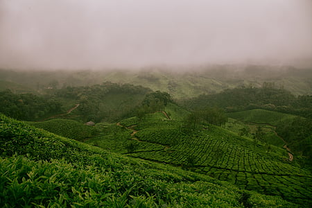 vert, domaine, en journée, Nuage, nuages, herbe, arbre à thé