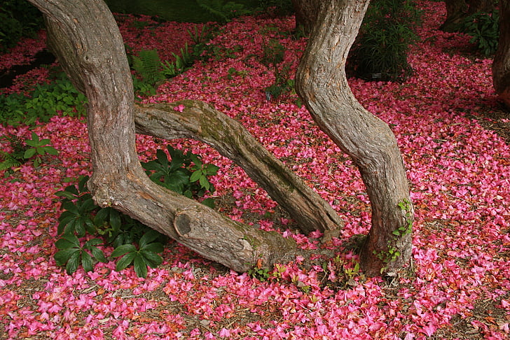 Rhododendron virágzás, Bodnant kert, North-wales