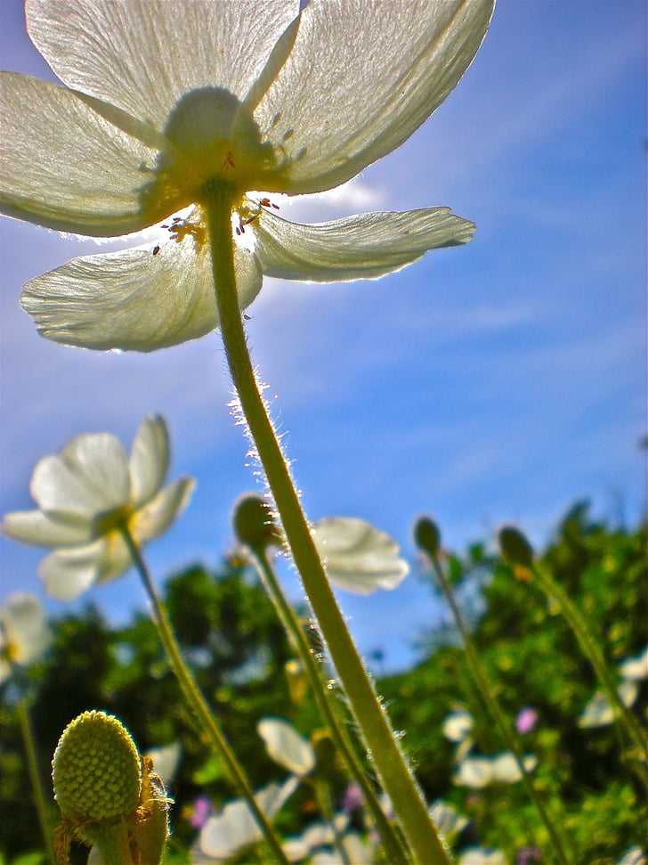 close, photo, petaled, flower, daytime, Flowers, White