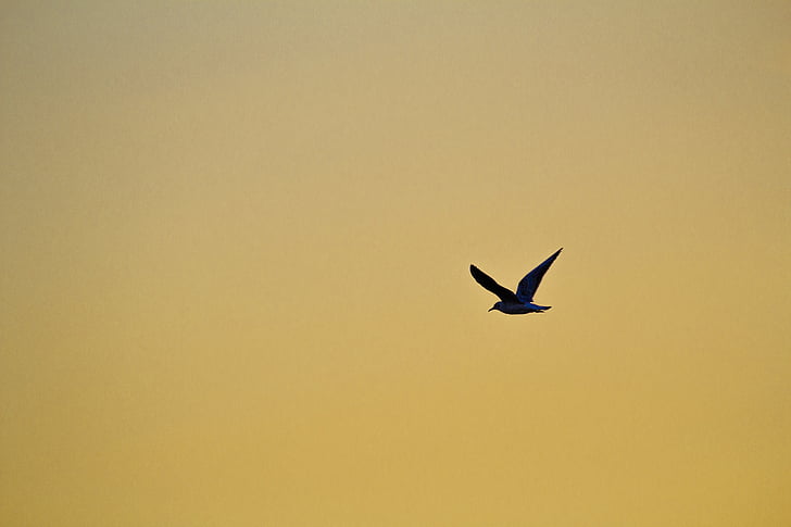 bird, bird in the sky, seagull, gull in flight, sky, fly, sunset