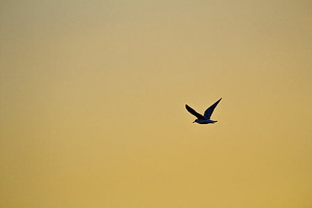 lintu, lintu taivaalla, lokki, Selkälokki lennon, taivas, lentää, Sunset