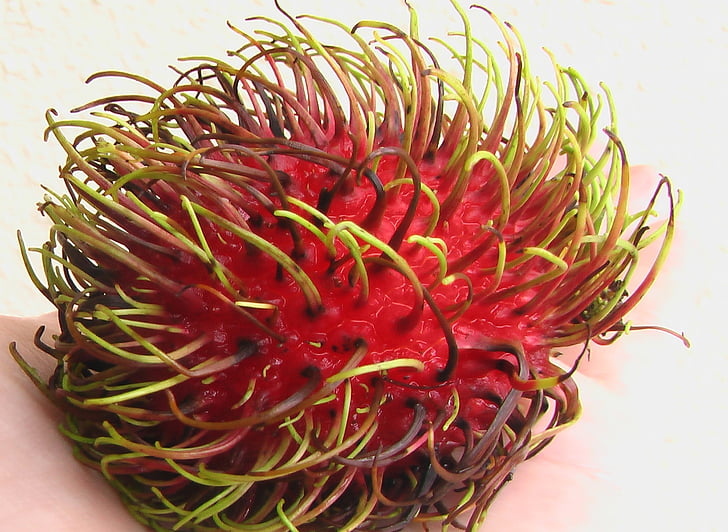 Rambutan, NGO, ovoce, červená, Asie