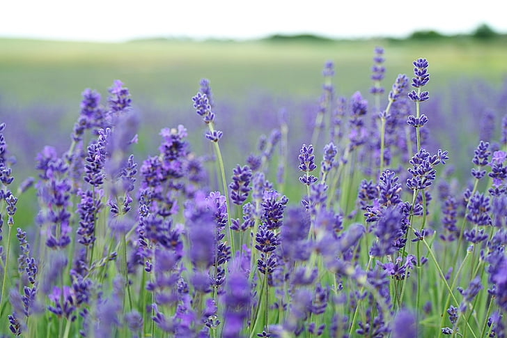 field, flowers, lavender, meadow, purple, violet