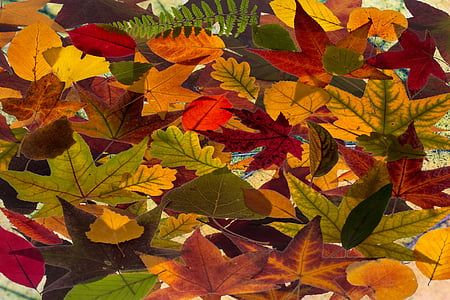 listy, barevné, barevný podzim, složení, uspořádání, listoví, návrh