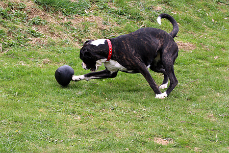câine, Boxer, alb-negru, animal de casă, juca, trezit, a alerga