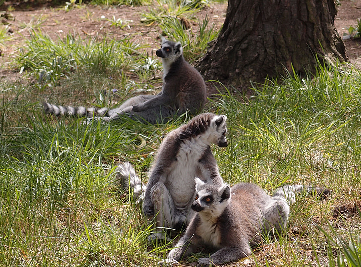 lemur, Wildlife, dyr, natur, pattedyr, ring-tailed, Zoo