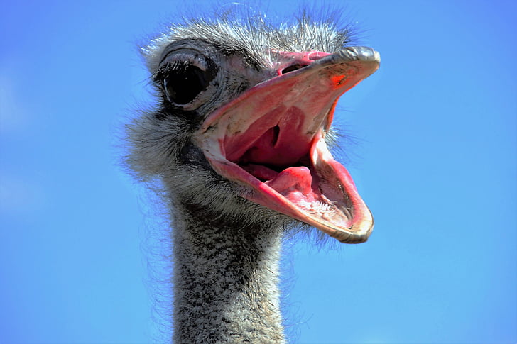 the ostrich, ostrich head, beak, fluff, bird, stupid, grimace