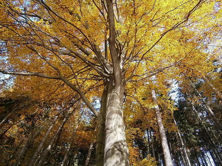 strom, podzim, Koruna stromu, listy, listnatý strom, žlutá