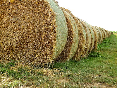 straw, field, agriculture, straw bales, round bales, landscape, hay bales