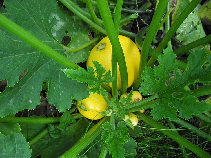 zucchini, garden, vegetables, yellow, vegetable, leaf, agriculture