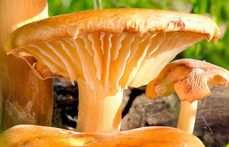 fungo, Toadstool, foresta, natura, autunno, stagione, tossico