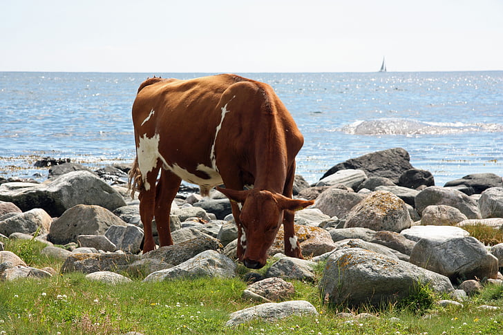 cow, summer, sea