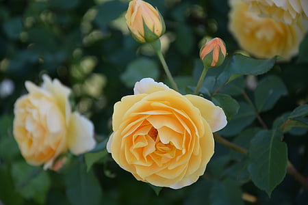 Rosa, groc, flors, planta