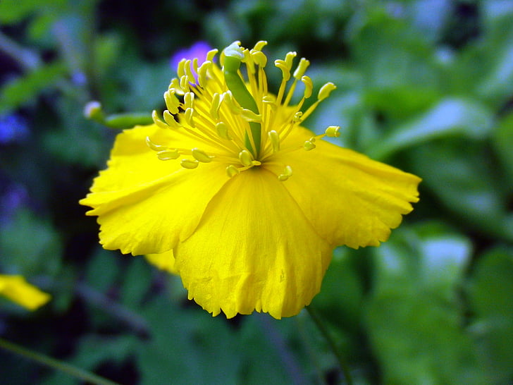 celandine, species plantarum, flower, bloom, a yellow flower, beautiful flower, summer