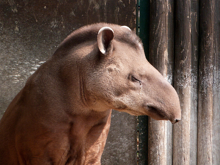 nisäkäs, tapiiri, muotokuva, ruskea, aikuinen