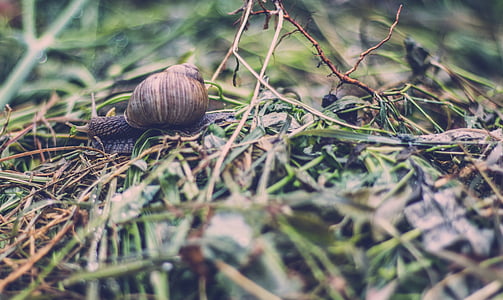 macro, shot, snail, shell, grass, wet, outdoor
