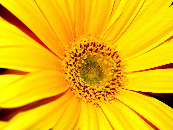 flower, yellow, flowers, garden, yellow flower, sunflower, field
