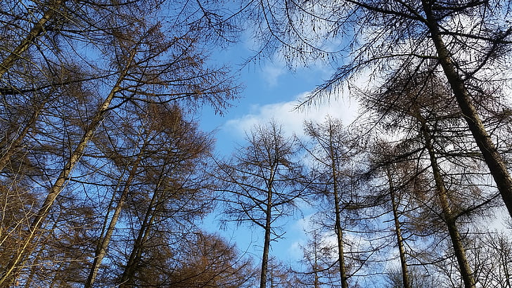 trees, sky, nature, blue, summer, outdoor, landscape