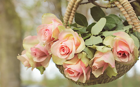 rosas, rosas de nobres, cesta, árvore, filial, flores, -de-rosa