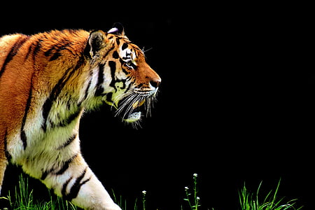 tīģeris, plēsoņa, spalva, skaists, bīstams, kaķis, savvaļas dzīvnieku fotogrāfija