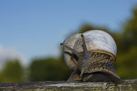 snail, shell, escargots, slowly, mollusk, slow, nature