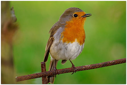 Robin, ocell cantador, jardí, espècies, plomatge, força, ocells